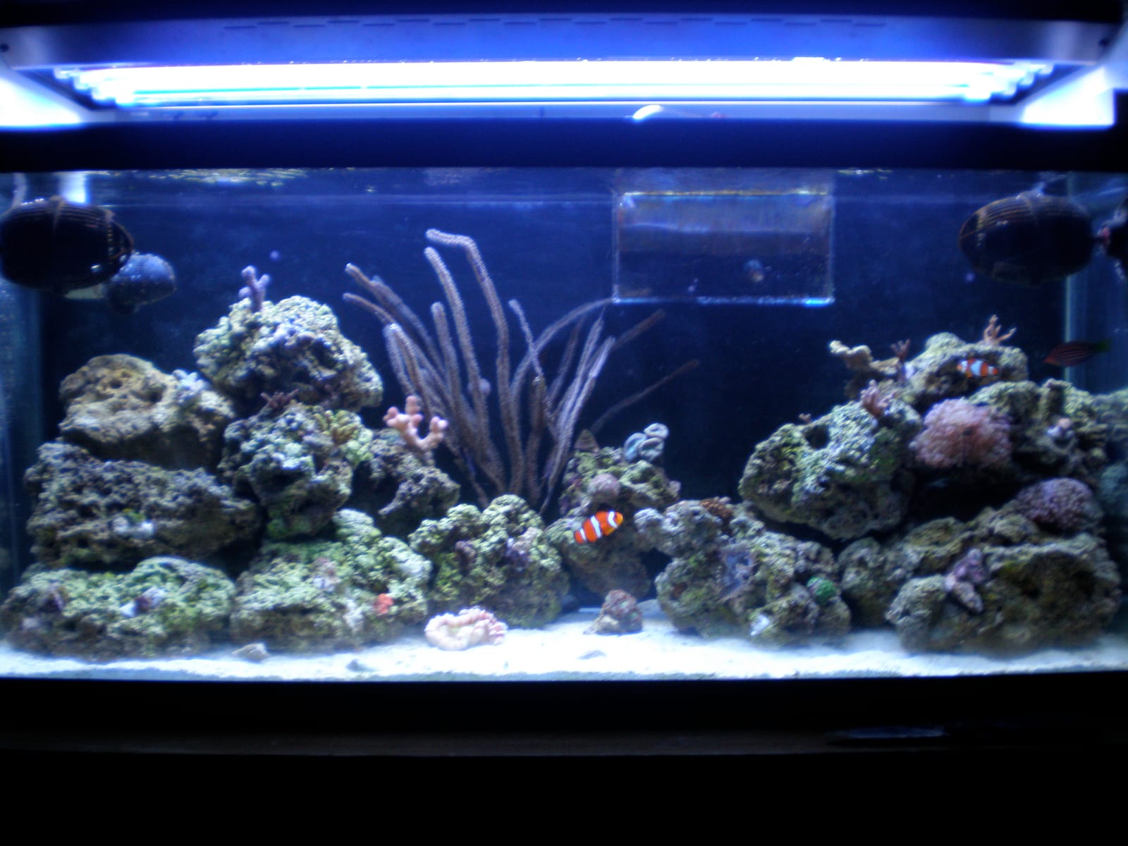 One of my two earlier reef tanks
